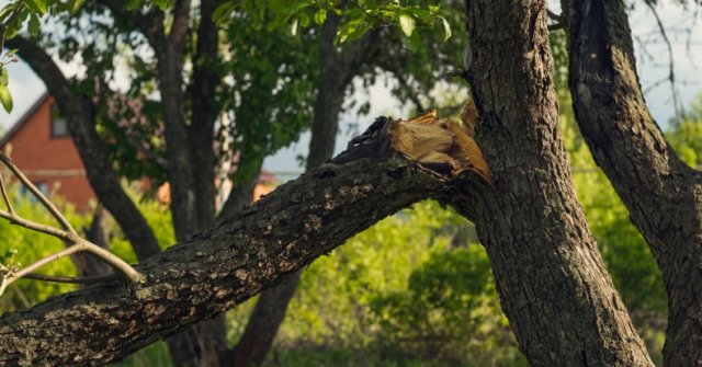 Фото опиловка деревьев